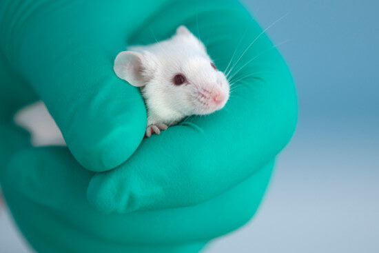 Stoppt Botox Tierverversuche