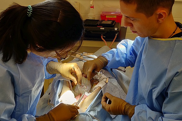 Neuer Film zu tierversuchsfreien Chirurgie-Übungen