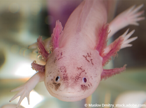 Axolotl