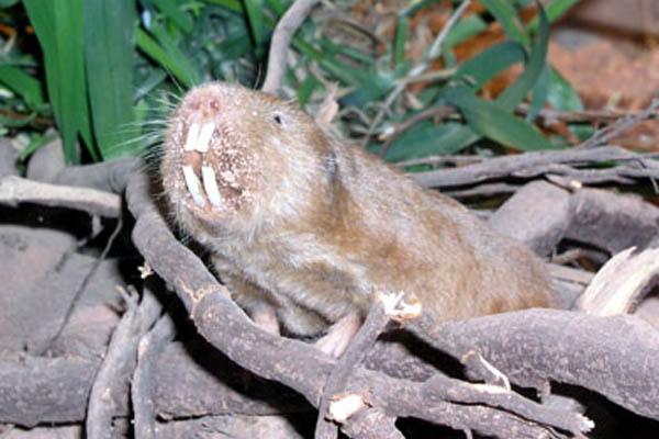 Graumull