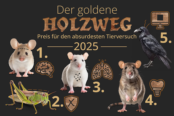 der goldene holzweg 2025