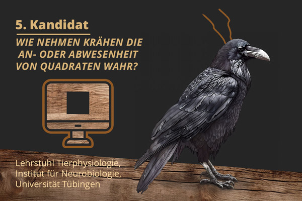 Abstimung zum absurdesten Tierversuch