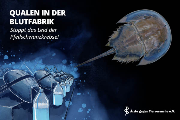 pfeilschwanzkrebs blauer hintergrund