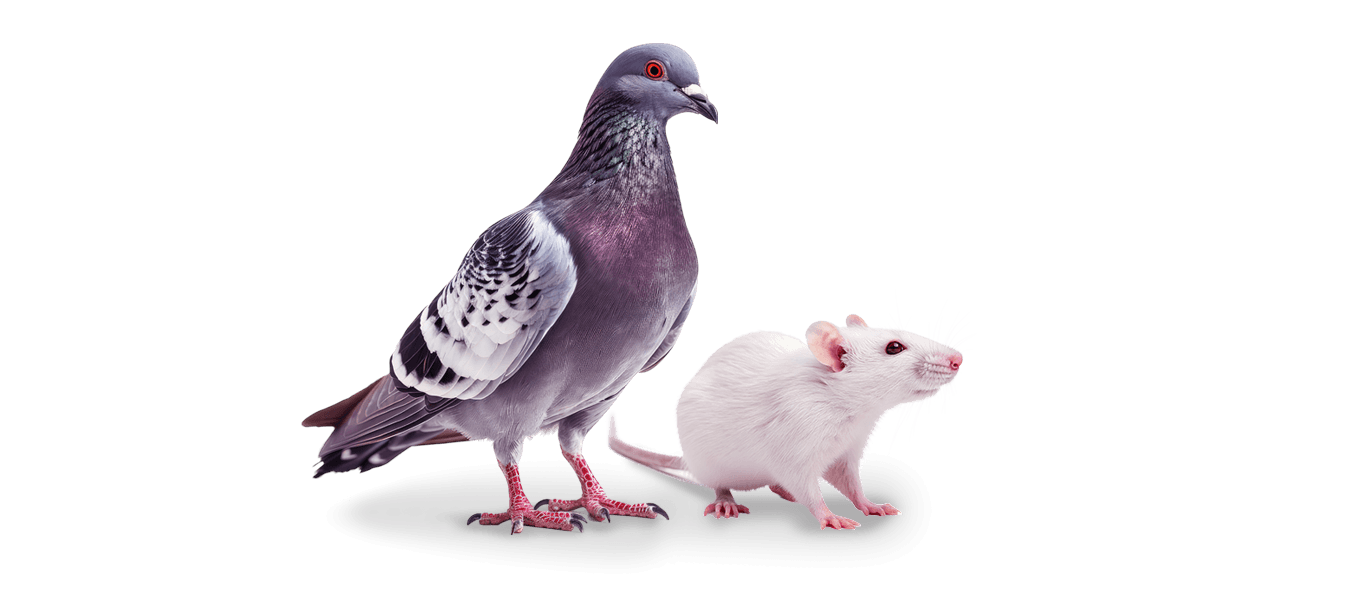 taube ratte