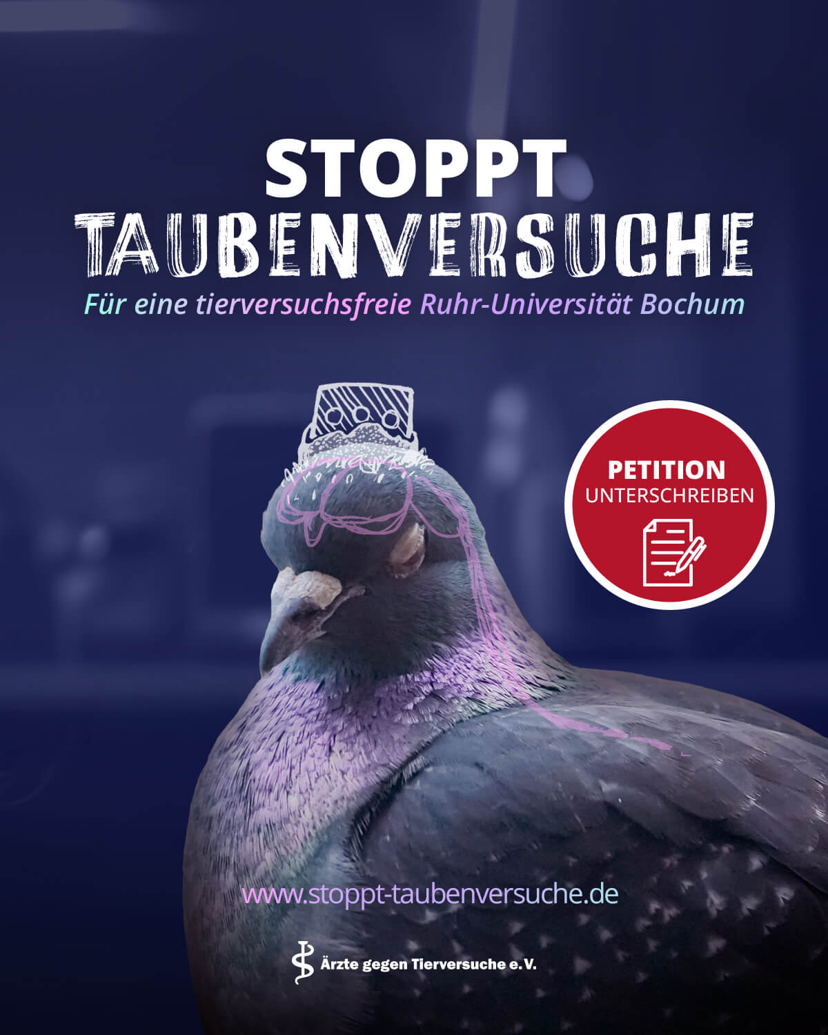 tauben social media