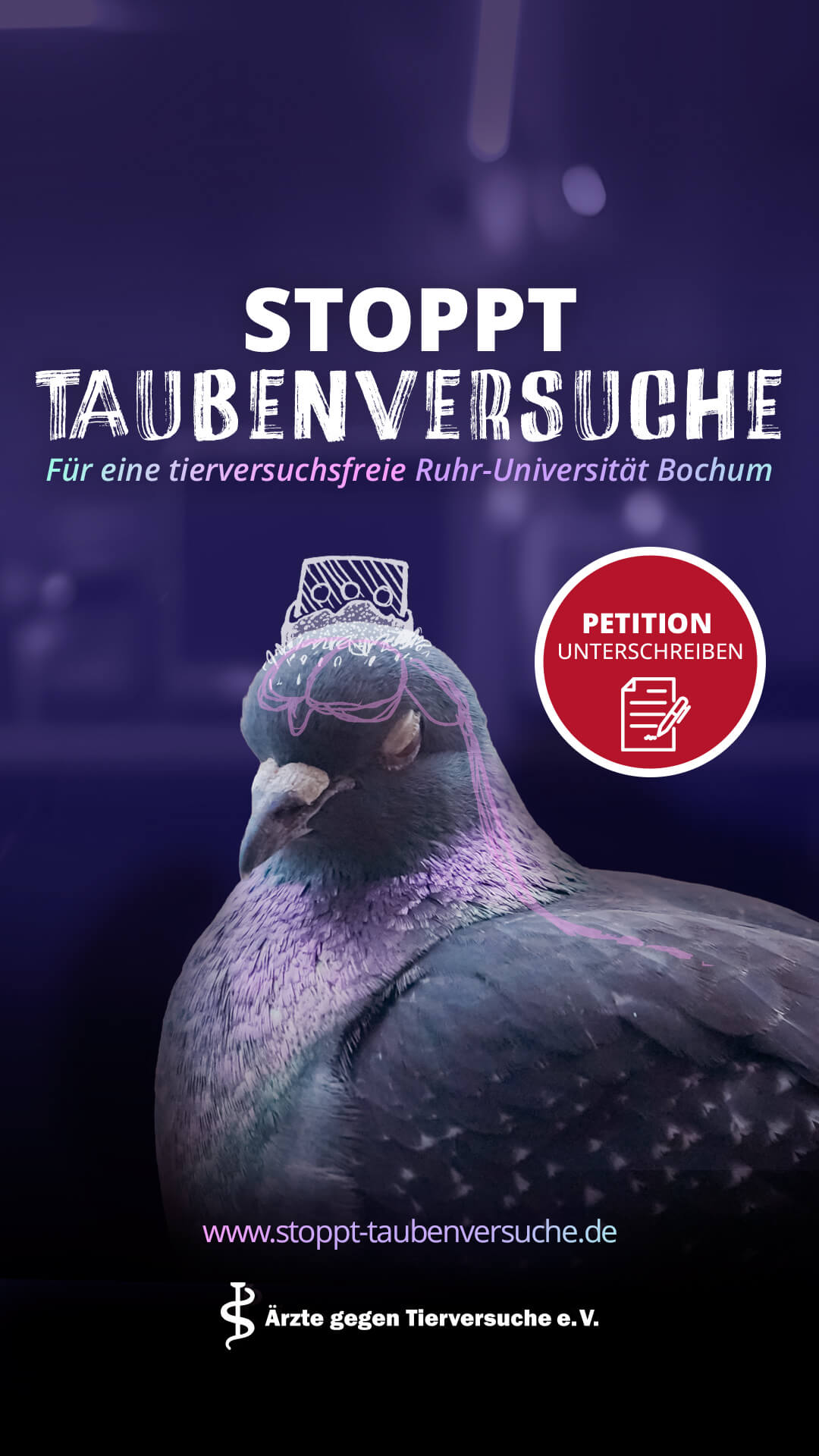 tauben story