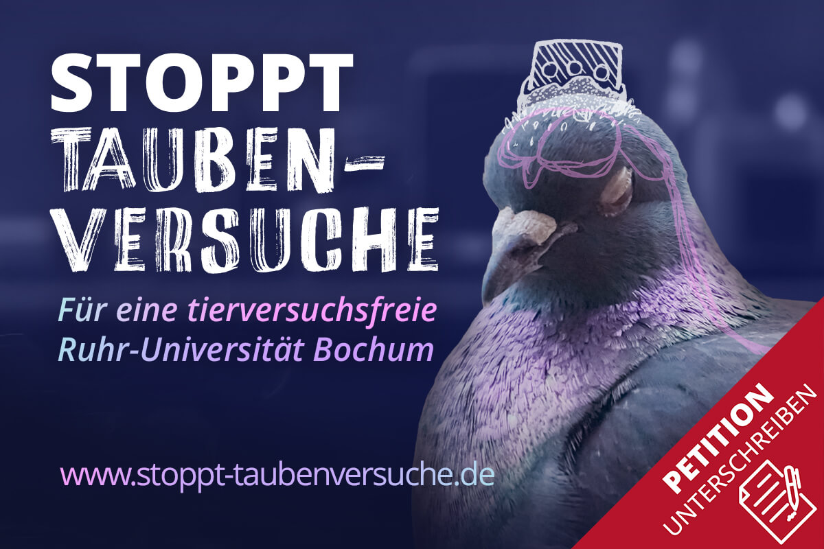 tauben teaser