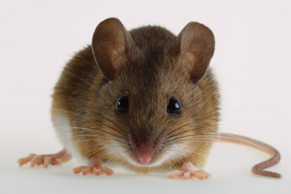 Maus
