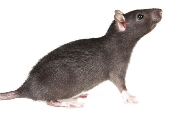 Affe