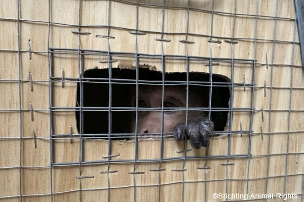 Affe in Transportkiste auf dem Transport ins Versuchslabor