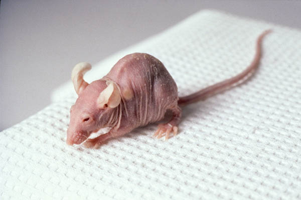 Nude mouse