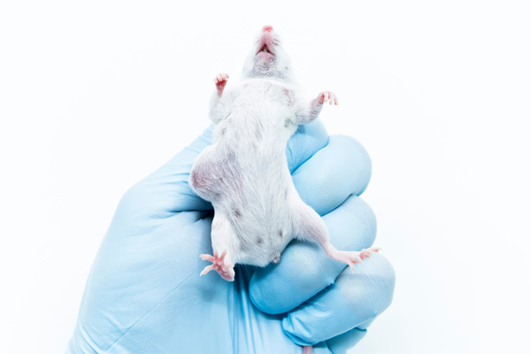 Maus mit Tumor